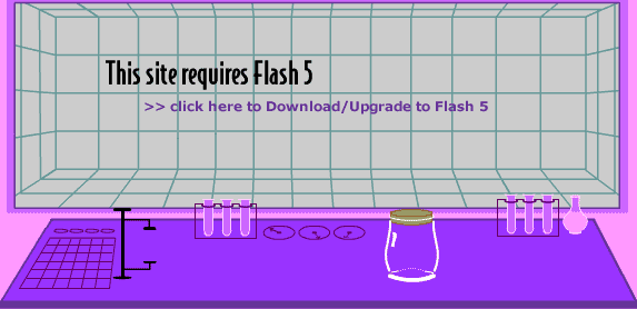 Download the Flash Player